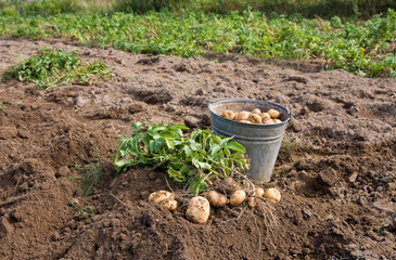 Harvesting potatoes