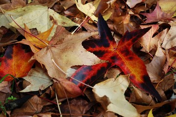 Autumn fall leaves as bright colored background