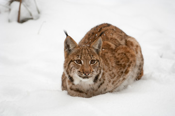 Luchs, European lynx, Felis lynx
