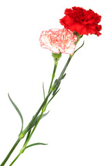 two carnation