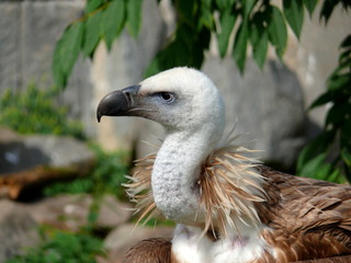 Griffon Vulture