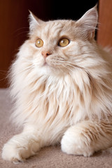 Gorgeous Cat