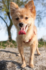 Doggie Breath