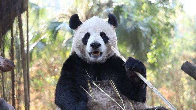 panda eats bamboo