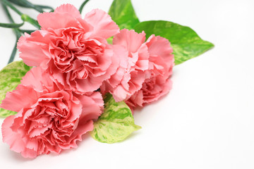Fototapeta premium carnation
