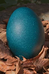 Crédence de cuisine en verre imprimé Autruche Blue Ostrich egg leaves