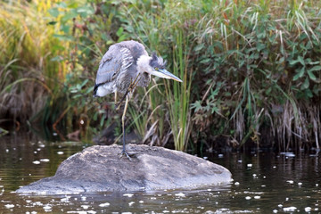 Itchy Great Blue Heron