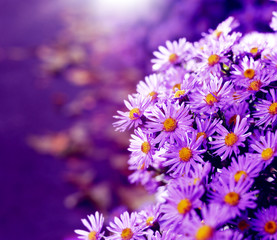 Asters