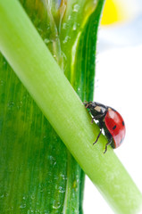 red ladybird