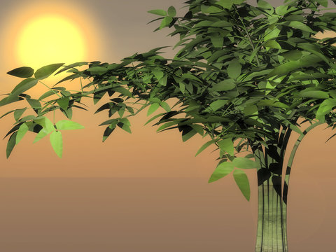 bambou au soleil