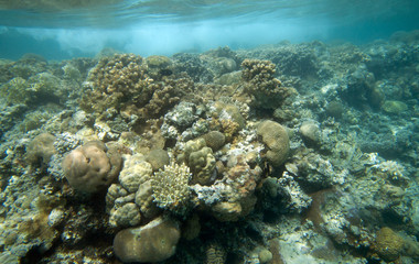 Naklejka na ściany i meble Coral reef in Egypt