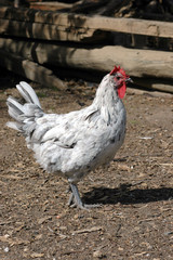 Gallina de corral