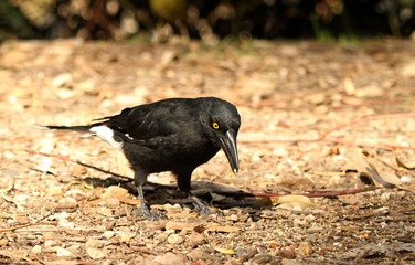 currawong