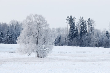 Obraz premium winter landscape
