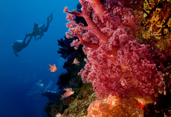 Divers and coral reef