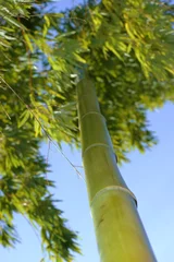 Deurstickers bamboo © Horticulture