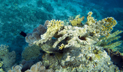 Naklejka na ściany i meble Coral reef in Egypt