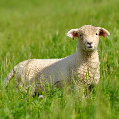 lamb looking at the camera