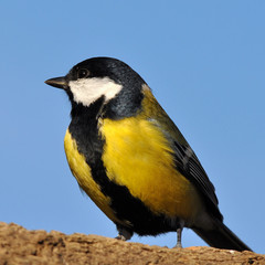 great tit