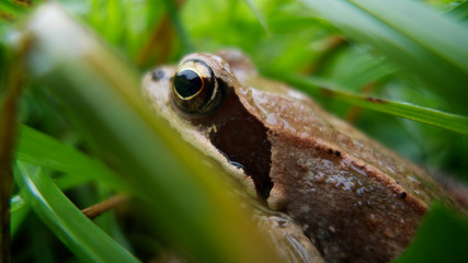 Frog in the grass