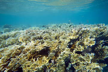 Fototapeta na wymiar Coral reef in Egypt