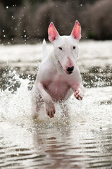 Bullterrier, Hund, Wasser, Bull Terrier