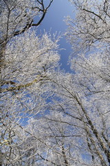 frozen forest, blue sky,