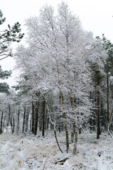 trees with snow