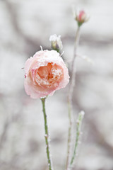 pink rose covered with morning frost