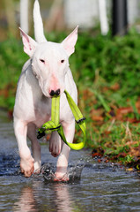 Bullterrier, Bull Terrier, Hund im Wasser