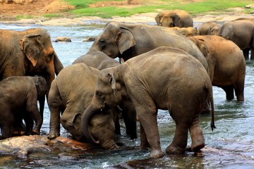 Fototapeta na wymiar Elephants play to each other