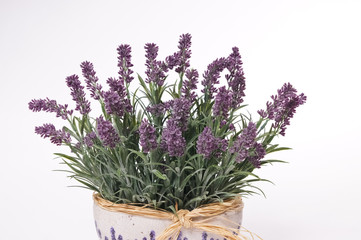 Lavender in flowerpot