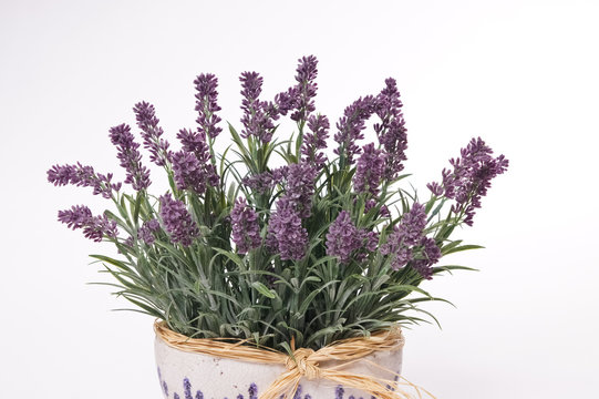 Fototapeta Lavender in flowerpot