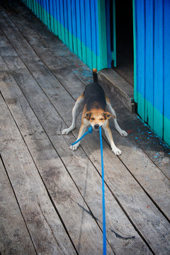 Small Dog Pulling On Blue Rope