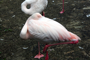 Flamingo schläft