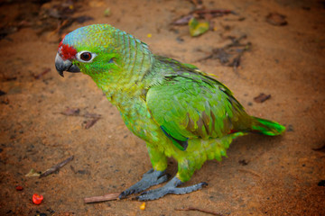 Green parrot standing on the sandy ground