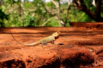 wilde reptile