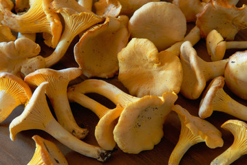 Belle cueillette de girolles