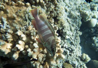 Coral reef in Egypt