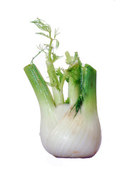 Fennel