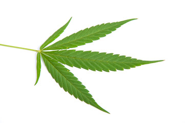 Cannabis leaf - Mariuana plant and leaf - hemp