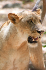 Löwe (Panthera leo)