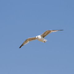 Obraz premium Flying seagull