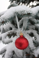 Red sphere on a blue fur-tree in forest