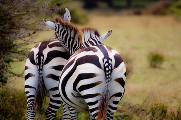 Zebra Bums