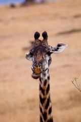Giraffe