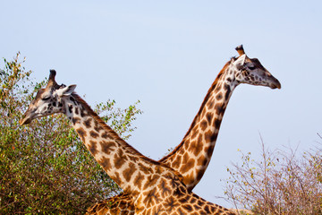 Giraffes