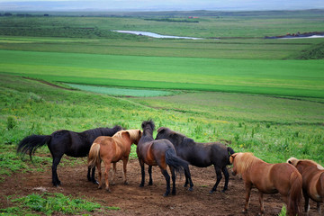 Icelandic horses' gathering