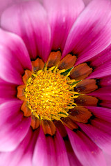 Obraz premium Closed up Chrysanthemum