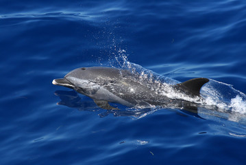 Fototapeta premium Dauphin